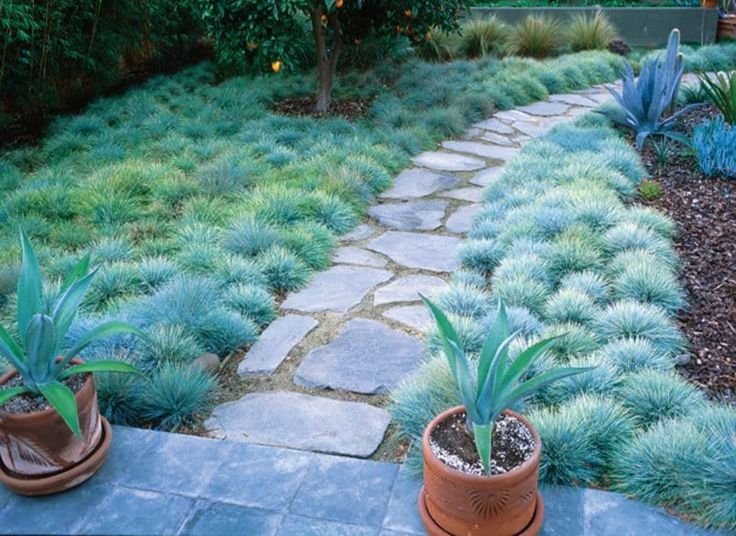 Elijah Blue Fescue Ornamental Grass festuca Ovina Glauca Seeds - Etsy in  2024 | Lawn alternatives, Grass alternative, Ornamental grasses