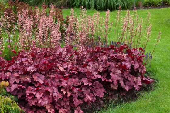Heuchera 'Berry Smoothie' P9 cm