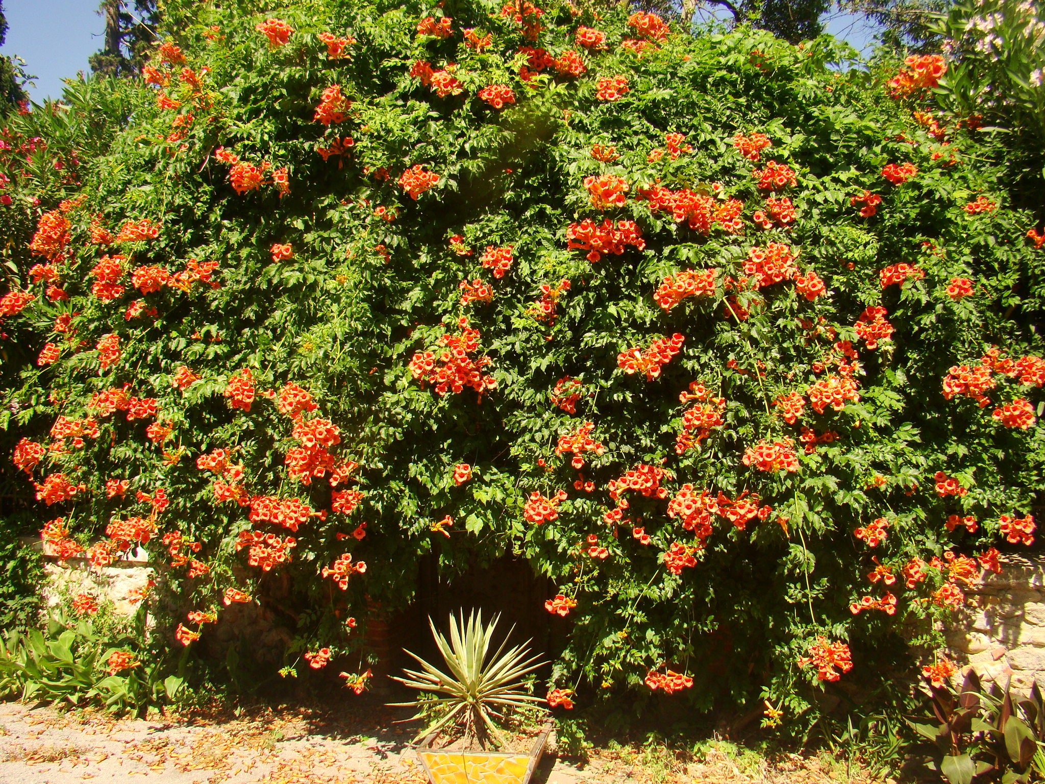 Campsis radicans - Red Trumpet Vine - Jurassicplants Nurseries