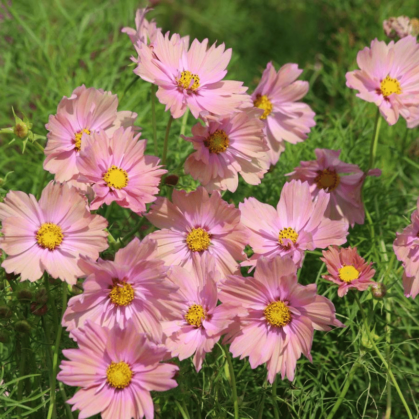 Apricotta' Cosmos Seeds