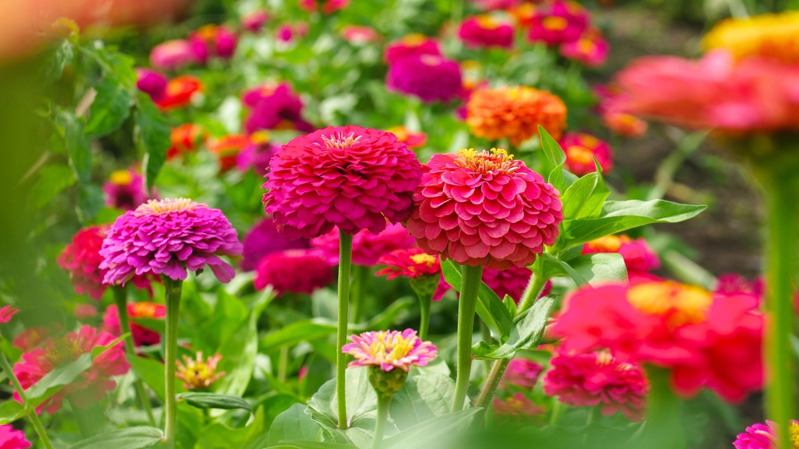 How to Plant, Grow, and Care For 'California Giants' Zinnias