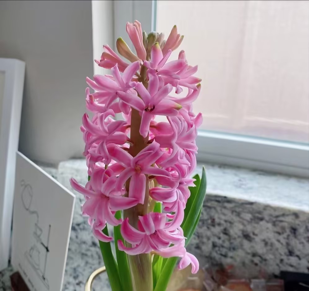 50pcs Hyacinth Seeds Mix Colors