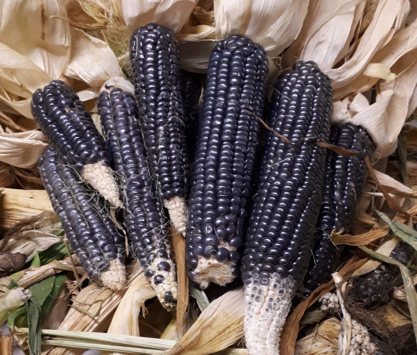 Hopi Blue Corn