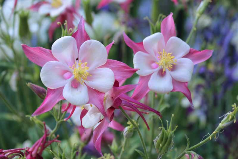 How to Grow and Care for Columbine Flowers | Gardener's Path