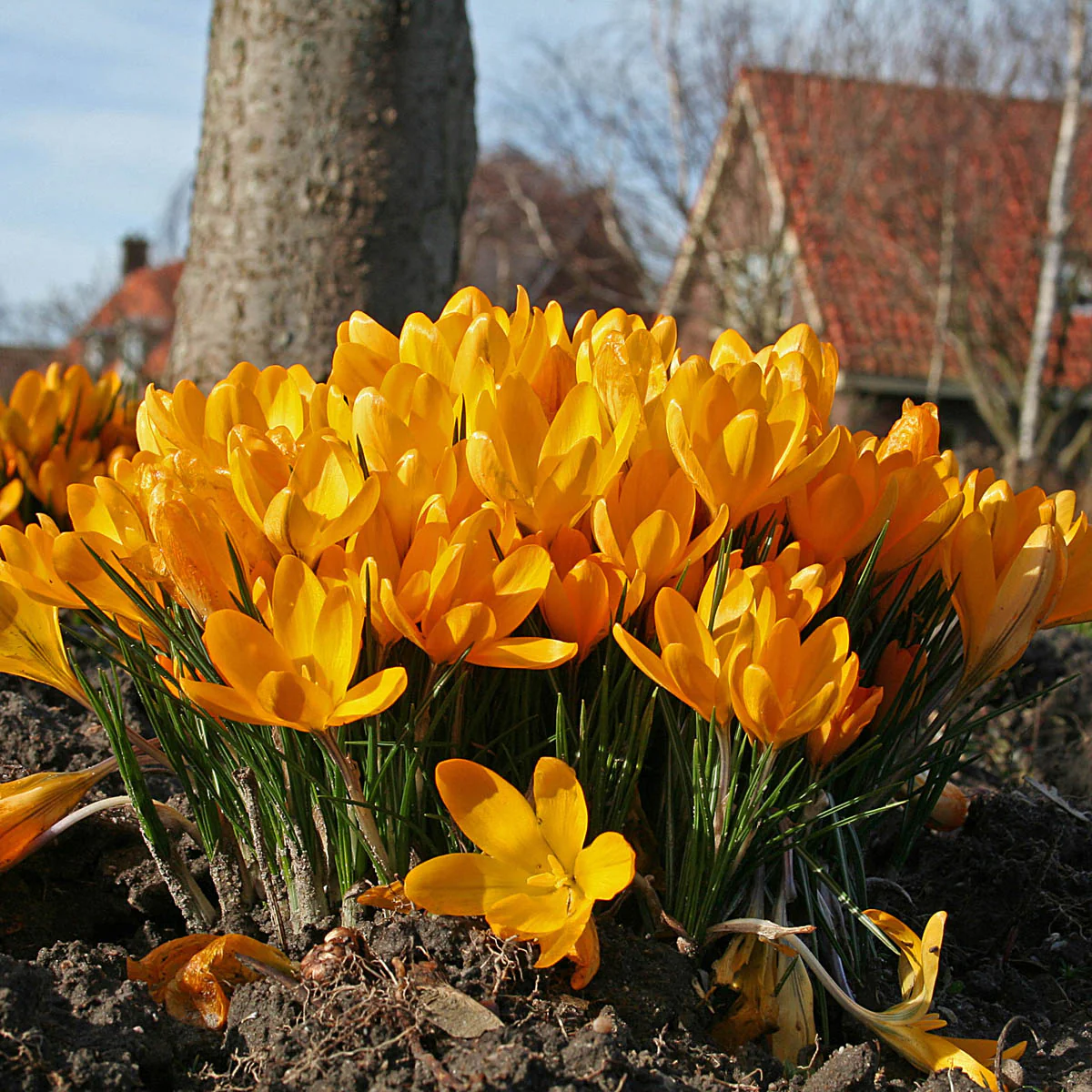 🥰 Crocus Seeds: A Burst of Color for Early Spring