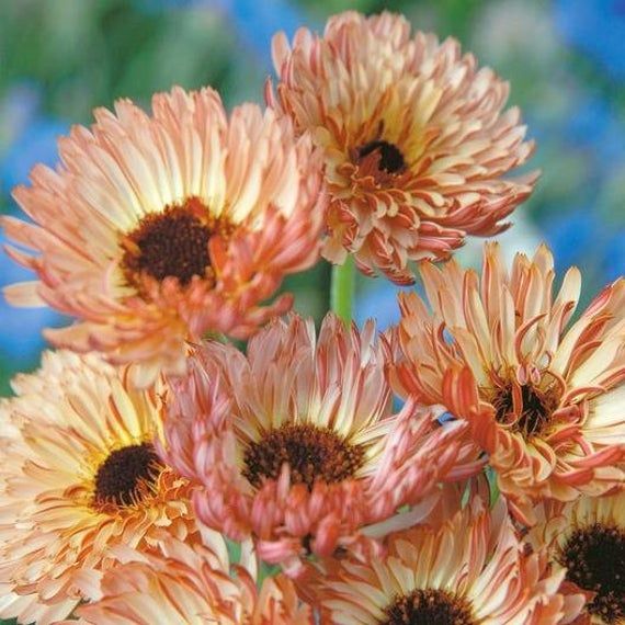 'Triangle Flashback'-Organic Calendula Seed
