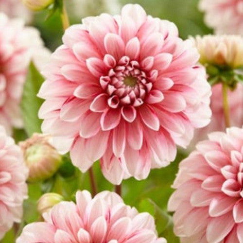 Blue Fireball Dahlia Seeds Heirlooms 15 Color