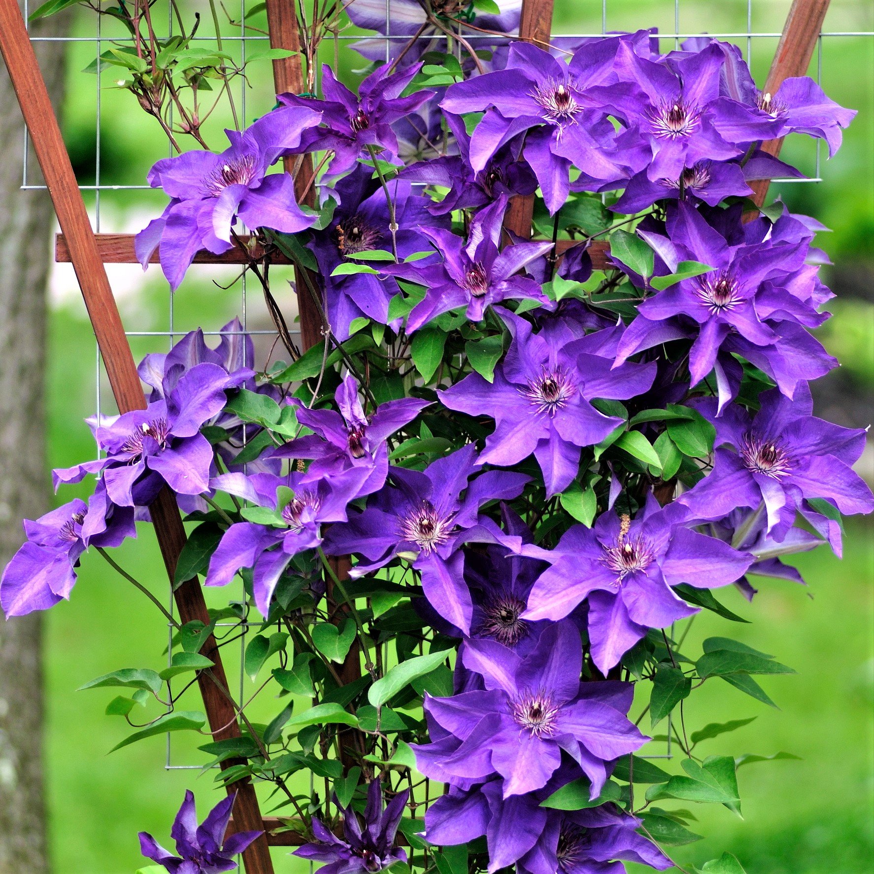 Clematis The President - Beechmount Garden Centre