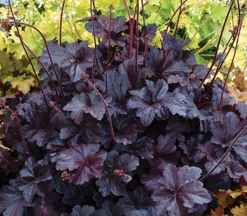Obsidian Coralbells | Johnson's Nursery | KB