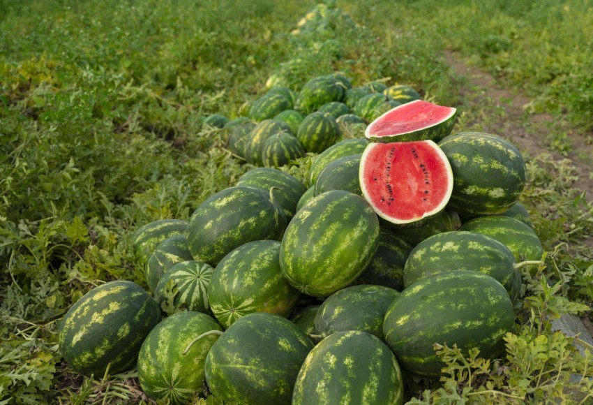 abiswas Summer watermelon seeds for planting Seed Price in India - Buy  abiswas Summer watermelon seeds for planting Seed online at Flipkart.com