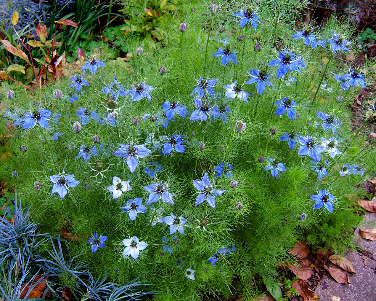 Nigella damascena - Wikipedia