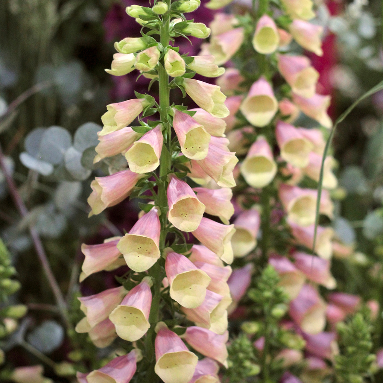 📣 Limited Supply 🌱 Stunning Foxglove Seeds