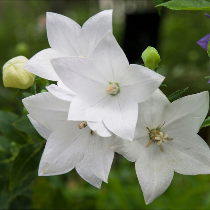 🎈Limited-time Offer💜🩵Balloon Flower Seeds