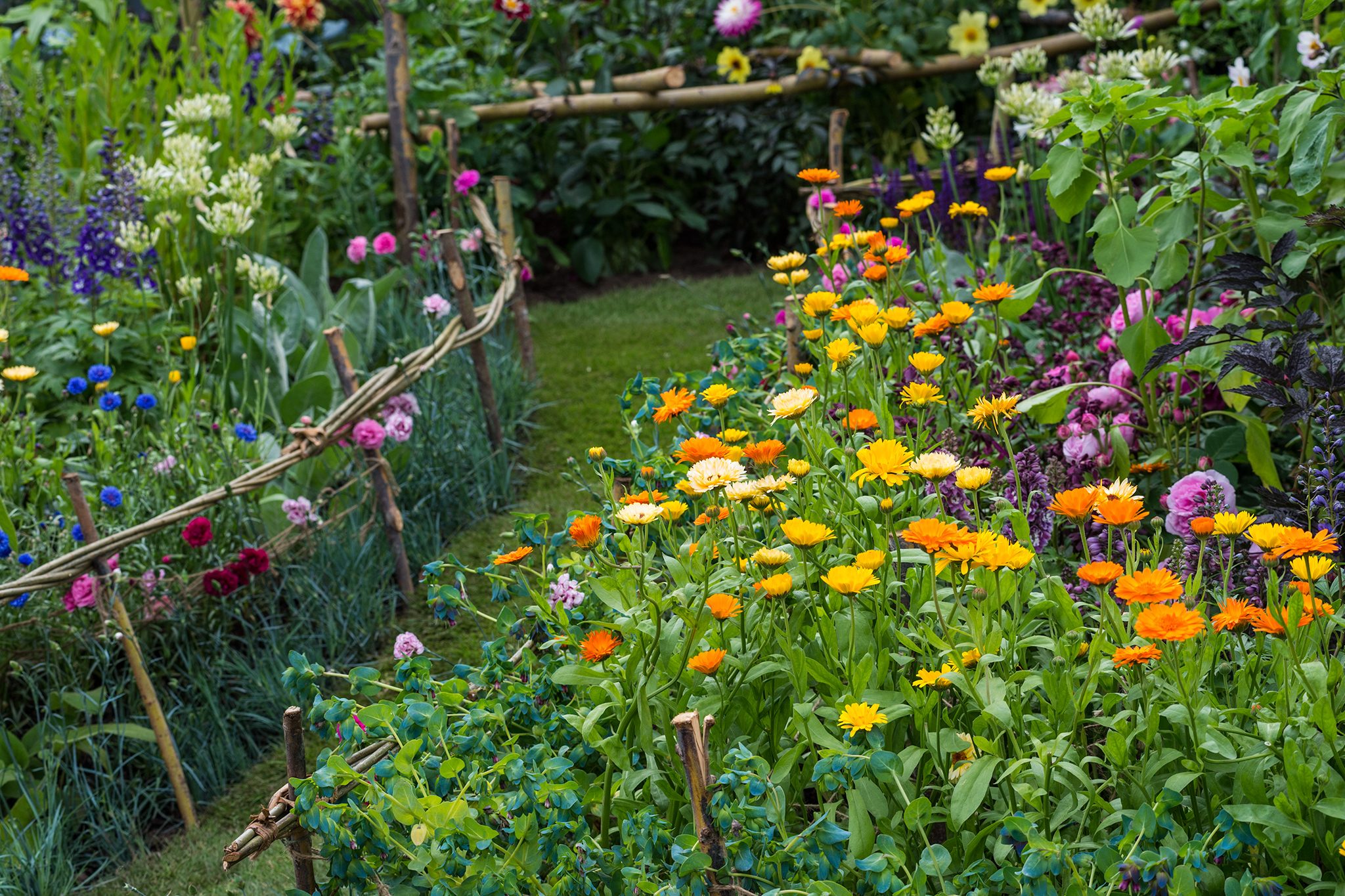 How to Grow Calendula | BBC Gardeners World Magazine