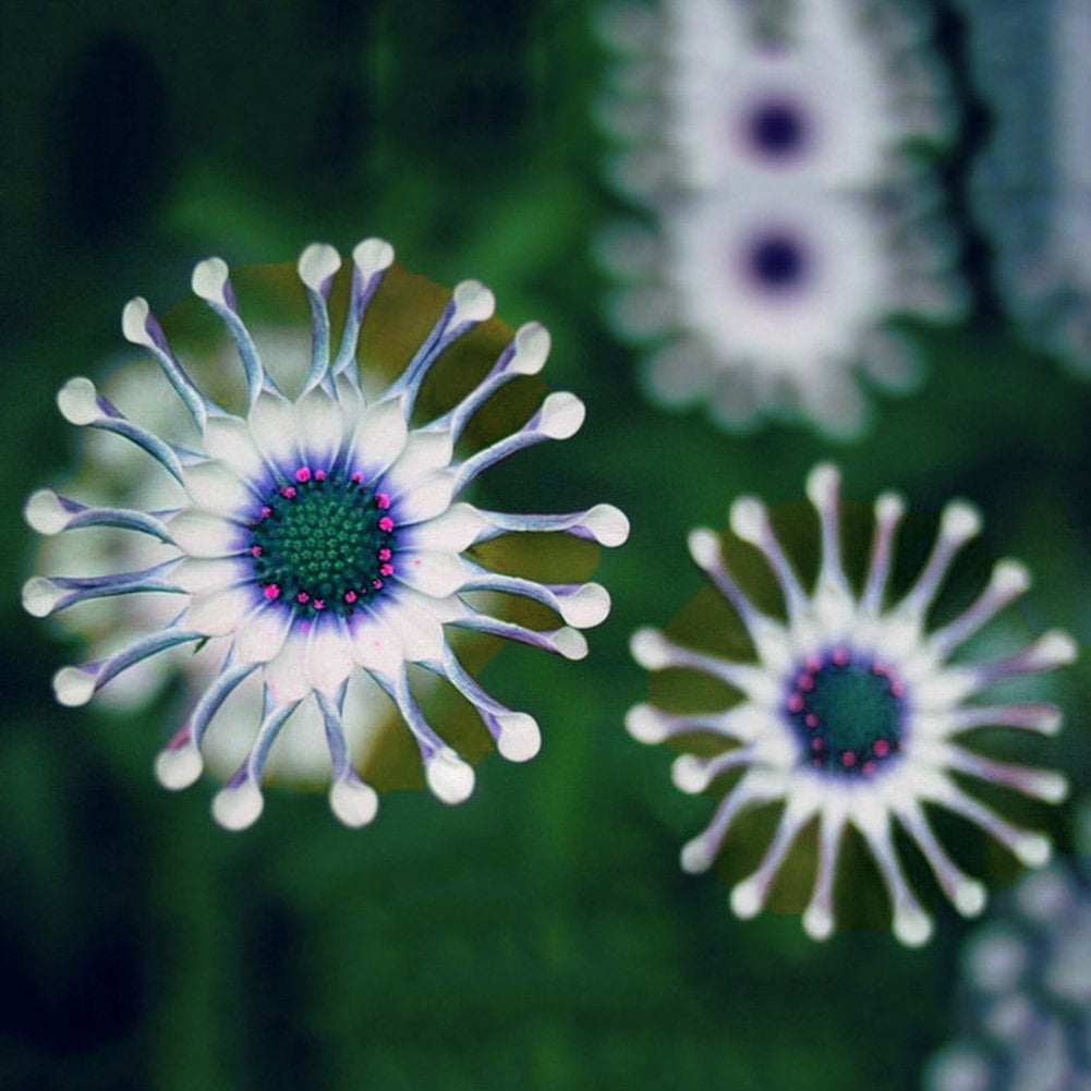 Rare Daisy Seeds- African Daisy Whirligig