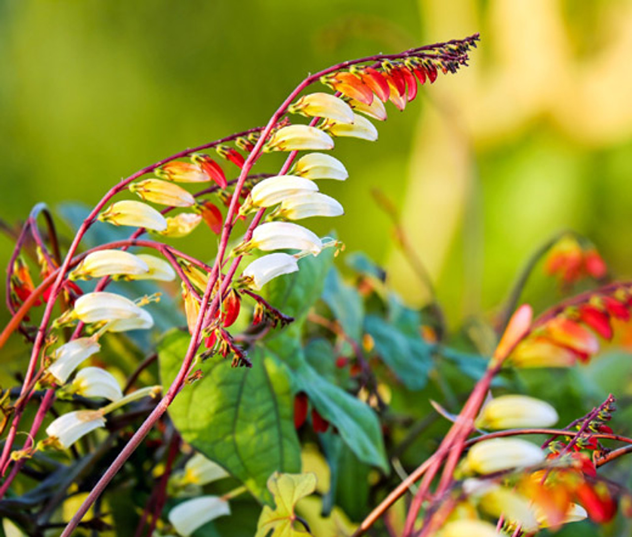 Firecracker Vine Seeds - Ipomoea Lobata