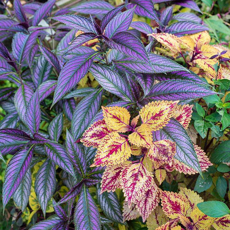 💜 Persian Shield Seeds – Exotic Metallic Purple Foliage