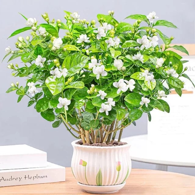 🌸Double Jasmine Seeds(Free Nutrient Solution)