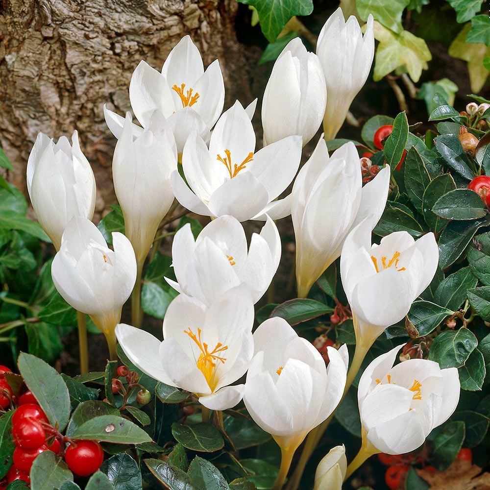 🥰 Crocus Seeds: A Burst of Color for Early Spring