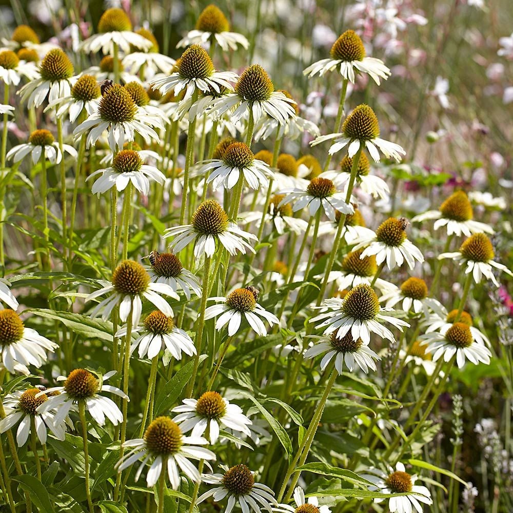 🐝 Mix Echinacea Seeds – Beautiful, Hardy & Pollinator-Friendly