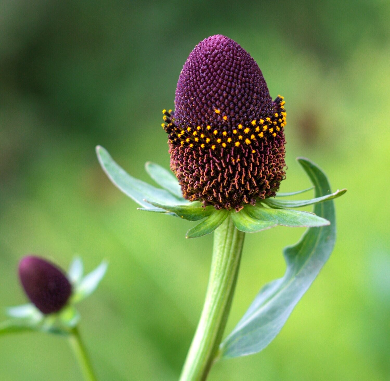 🌱 Green Wizard Rudbeckia Seeds - Unique, Stunning, and Easy-to-Grow Perennials