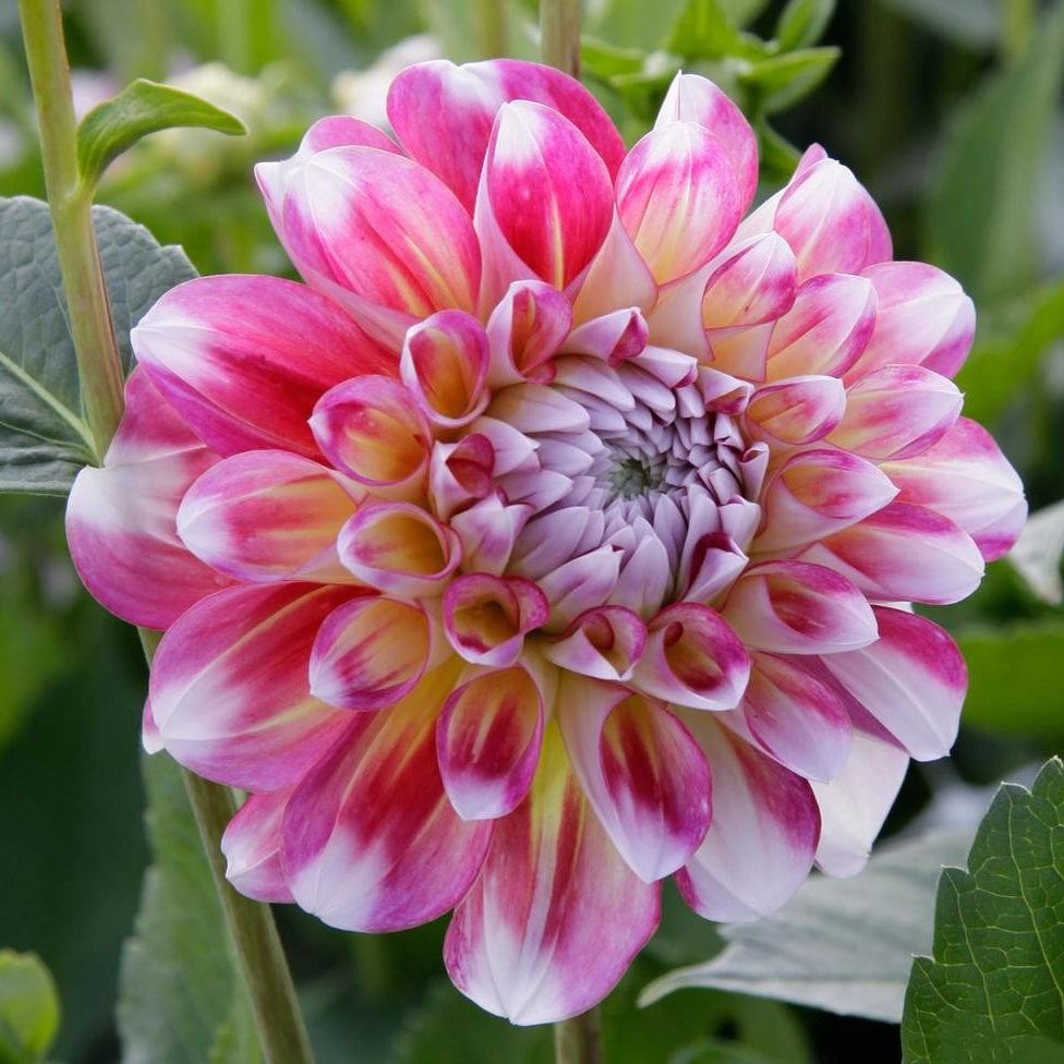 Dahlia ‘Hawaii’