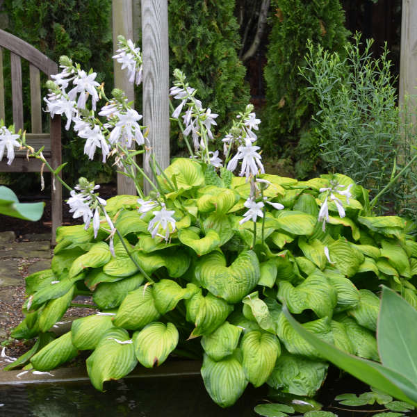  🌿Giant Hosta Seeds Collection: Embrace the Majesty of Oversized Foliag