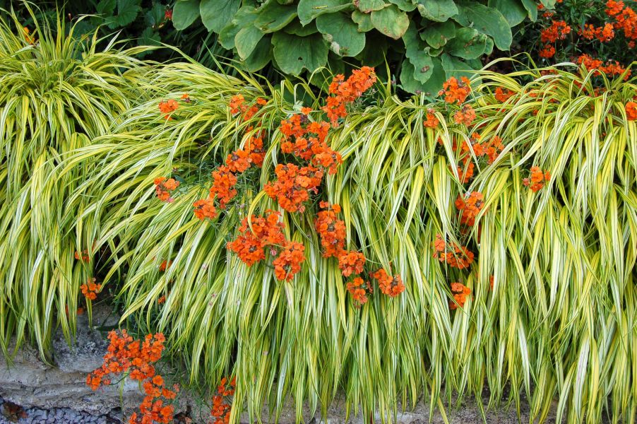 Hakonechloa macra 'Aureola' AGM Seed