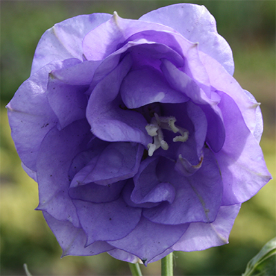 🔥Spring Hot💙Campanula persicifolia La Belle Seeds