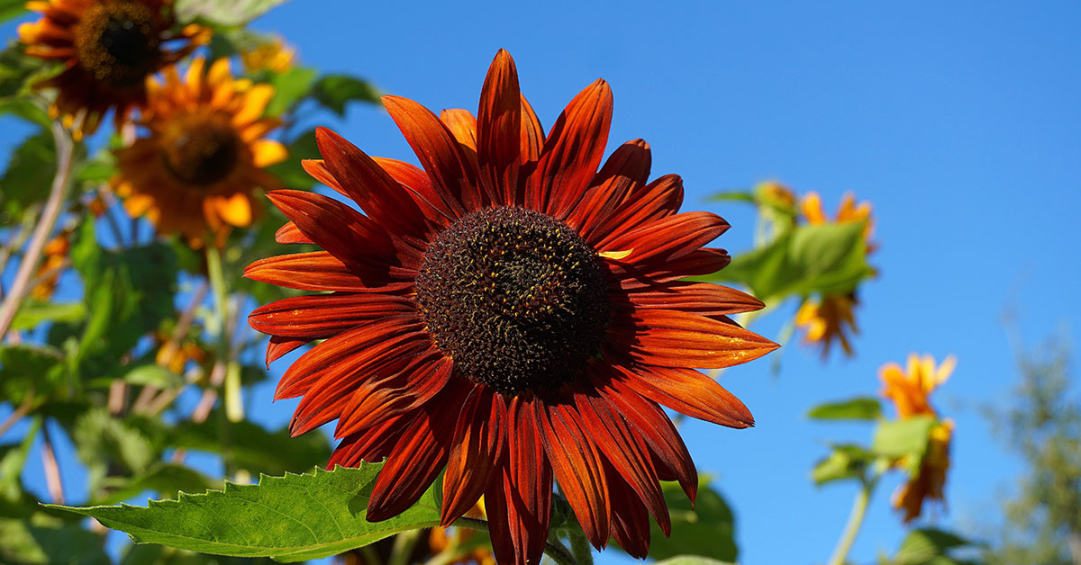 Velvet Queen Sunflower Growing Guide - The Garden Magazine