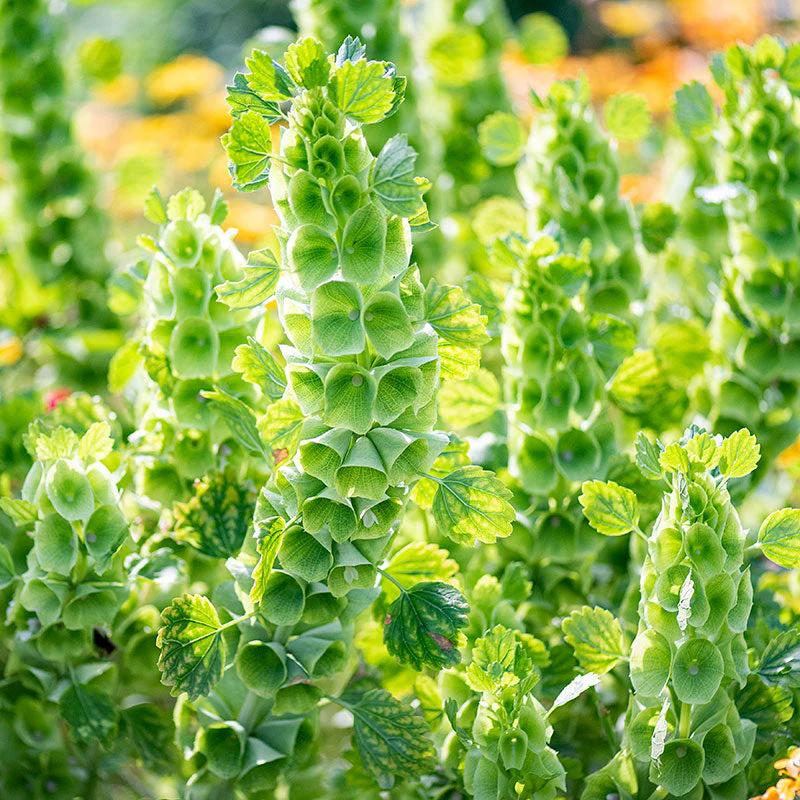 🔔 Bells of Ireland Flower Seeds – Unique Elegance for Your Garden