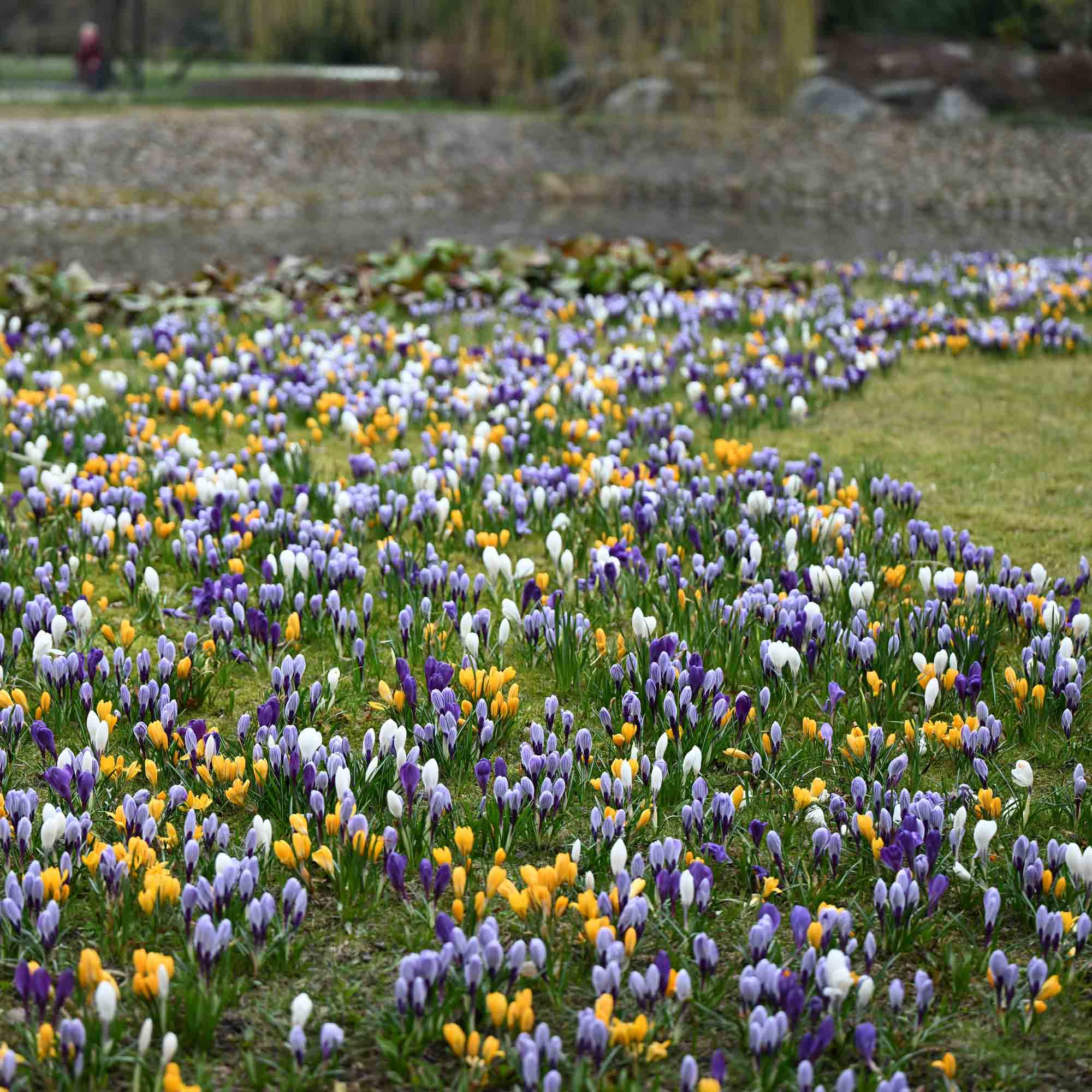 Botanical Crocus Mix | Crocus Plant – Heirloom