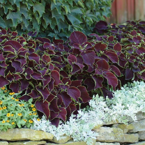 🥰Hot Selling✨Leaf Plant Coleus Seeds