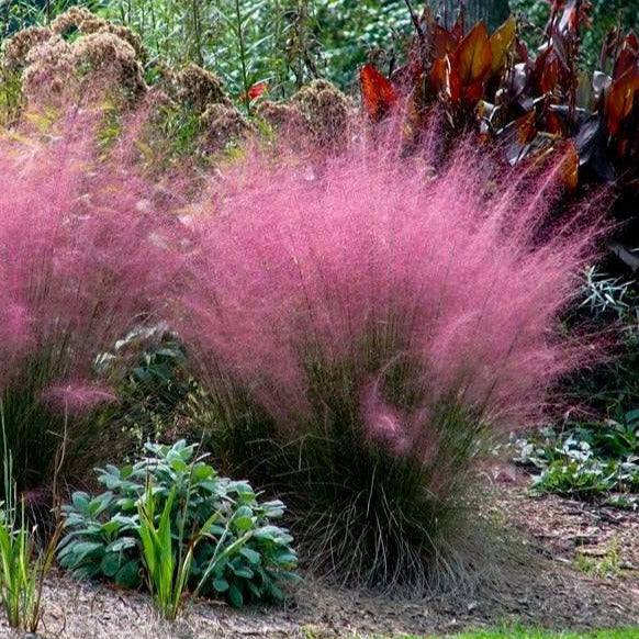 🩷Muhly Grass Seeds - Create a Stunning Pink Cloud in Your Garden