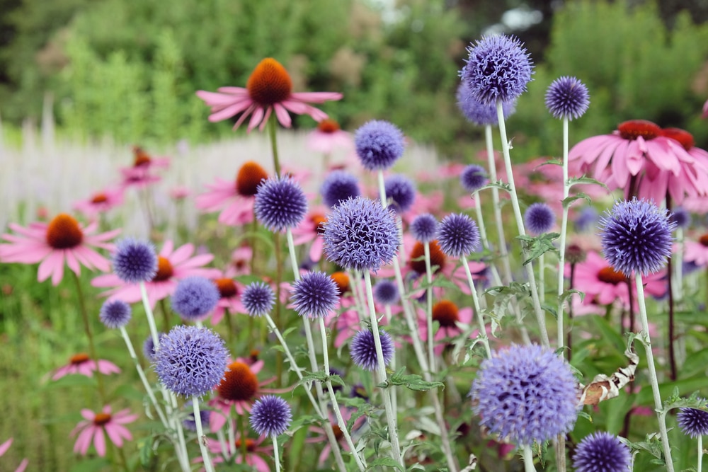 Echinops (Globe thistle): Plant profile