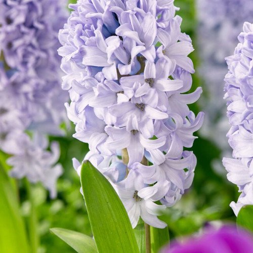 50pcs Hyacinth Seeds Mix Colors