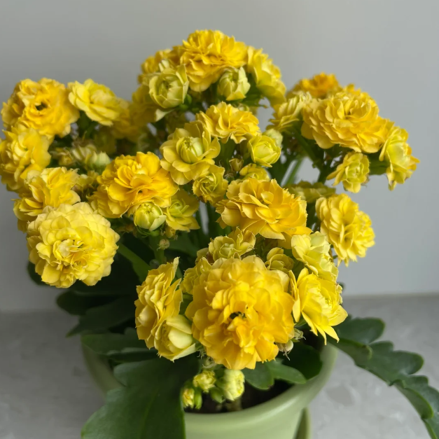 🌺Golden Fox Kalanchoe Seeds—Health And Longevity