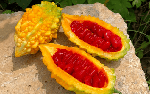 俗称&ldquo;癞葡萄&rdquo;，常被误认成苦瓜，过去当水果吃，如今销声匿迹了_手机搜狐网