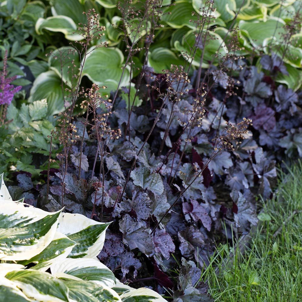 Heuchera 'Obsidian' | White Flower Farm