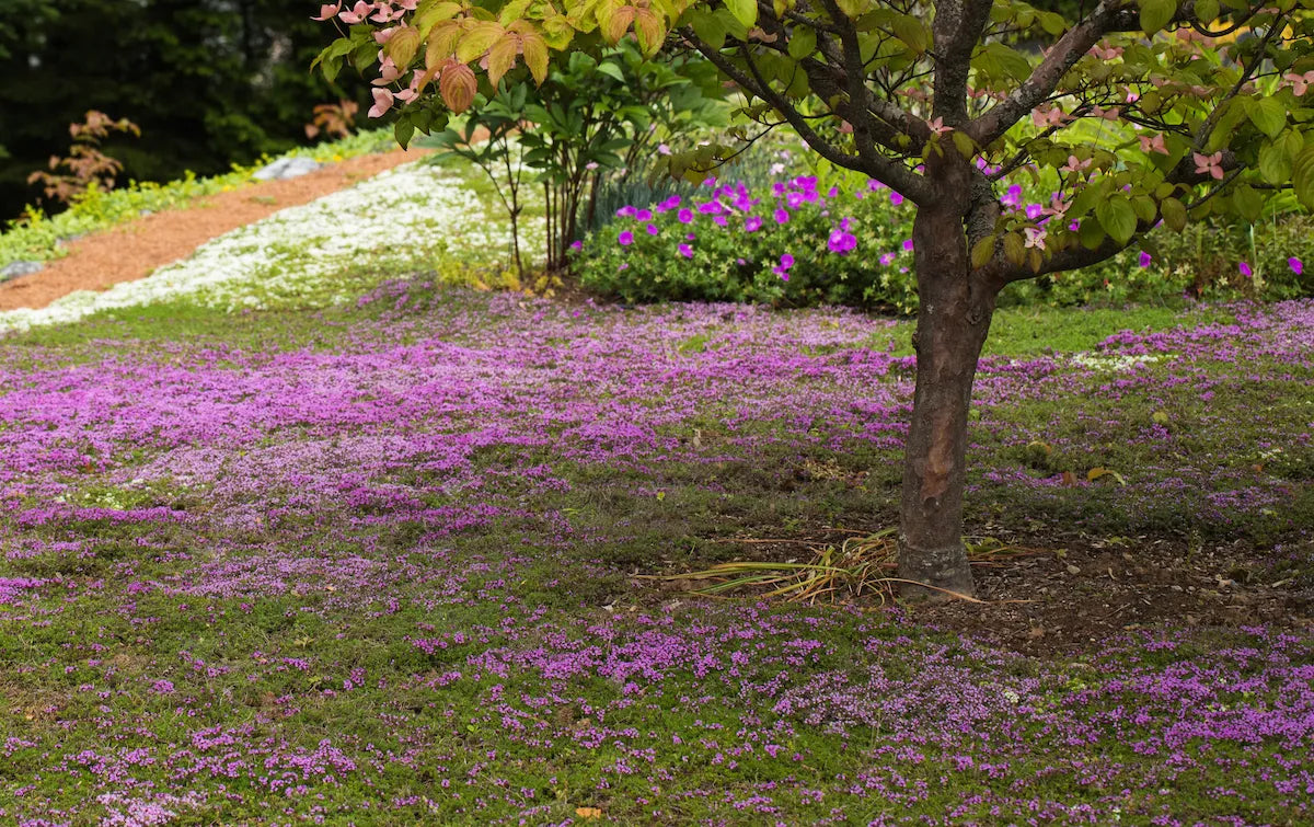 Creeping Thyme Groundcover Seed | Thyme for a Change – Earthwise Seed