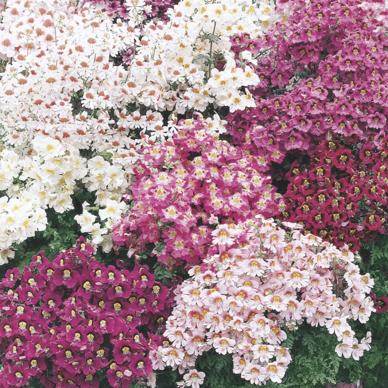 BUTTERFLY FLOWER - ANGEL WINGS MIX