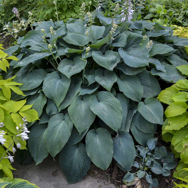  🌿Giant Hosta Seeds Collection: Embrace the Majesty of Oversized Foliag