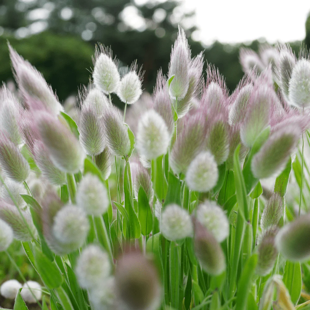 🐇Bunny Tail Grass Seeds – Soft, Fluffy & Decorative