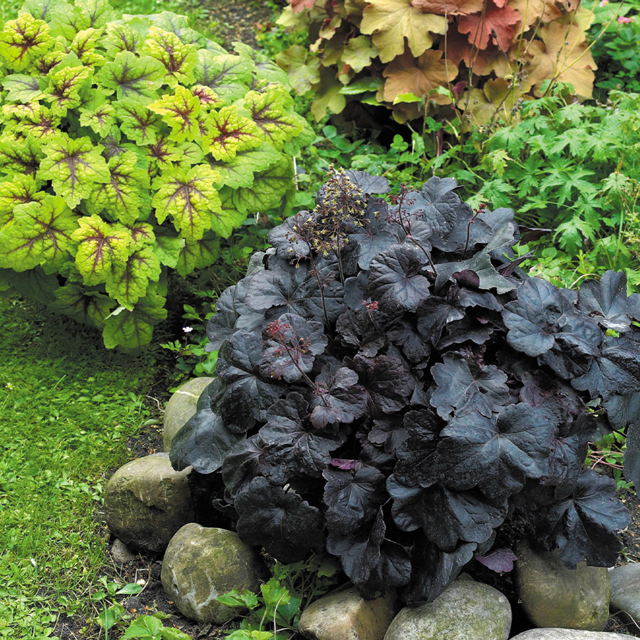 Obsidian Coral Bells Seeds – Deep, Dramatic Foliage
