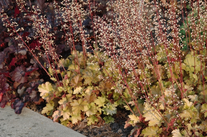 Heuchera 'Amber Waves' Coral Bells | Garden Center Marketing