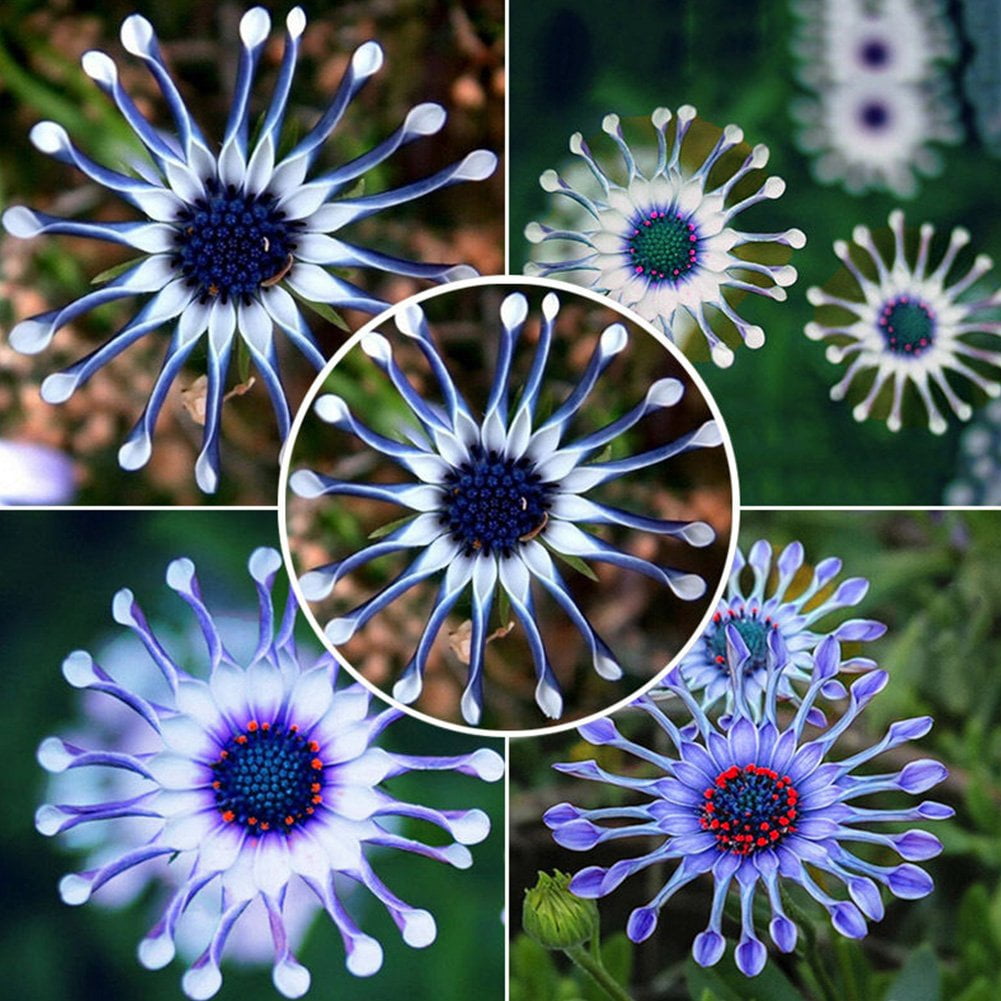 Rare Daisy Seeds- African Daisy Whirligig