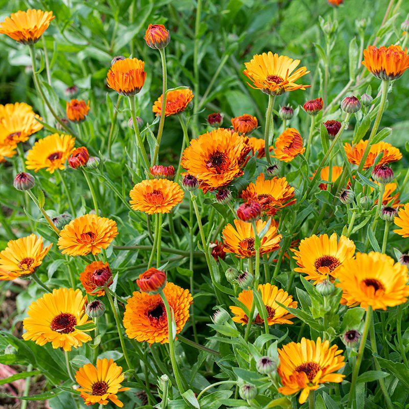 🧡💛 Calendula Flower Seeds