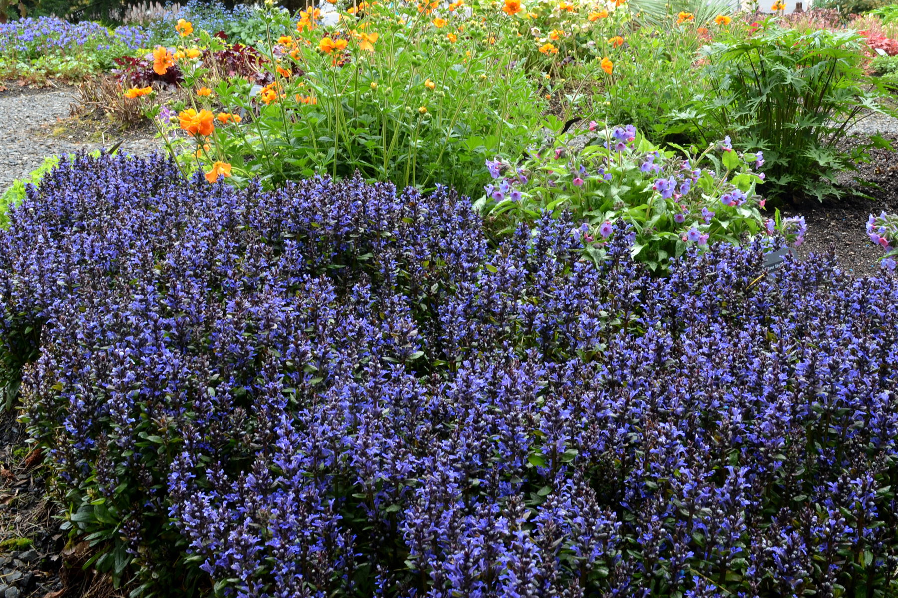 Ajuga reptans 'Blueberry Muffin' | Kiefer Nursery: Trees, Shrubs, Perennials