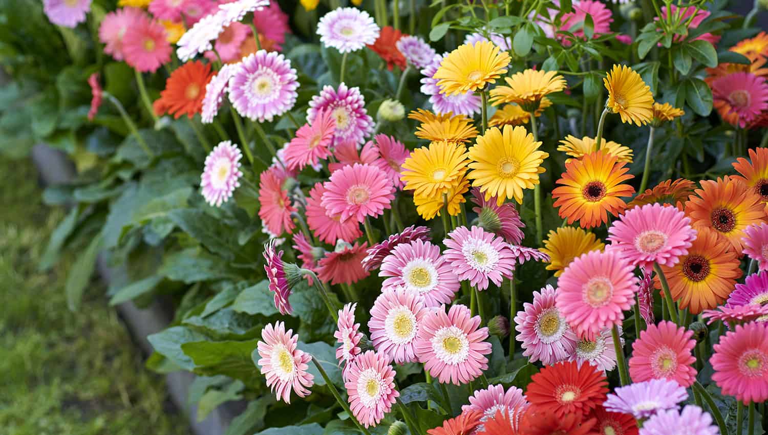 Pink Gerbera Daisy Garden Jewels&trade; - Southern Living Plants