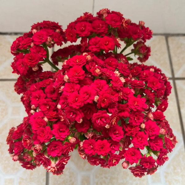 🌺Golden Fox Kalanchoe Seeds—Health And Longevity